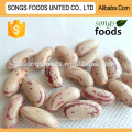 Pinto Beans or Sugar Beans Heilongjiang Origin